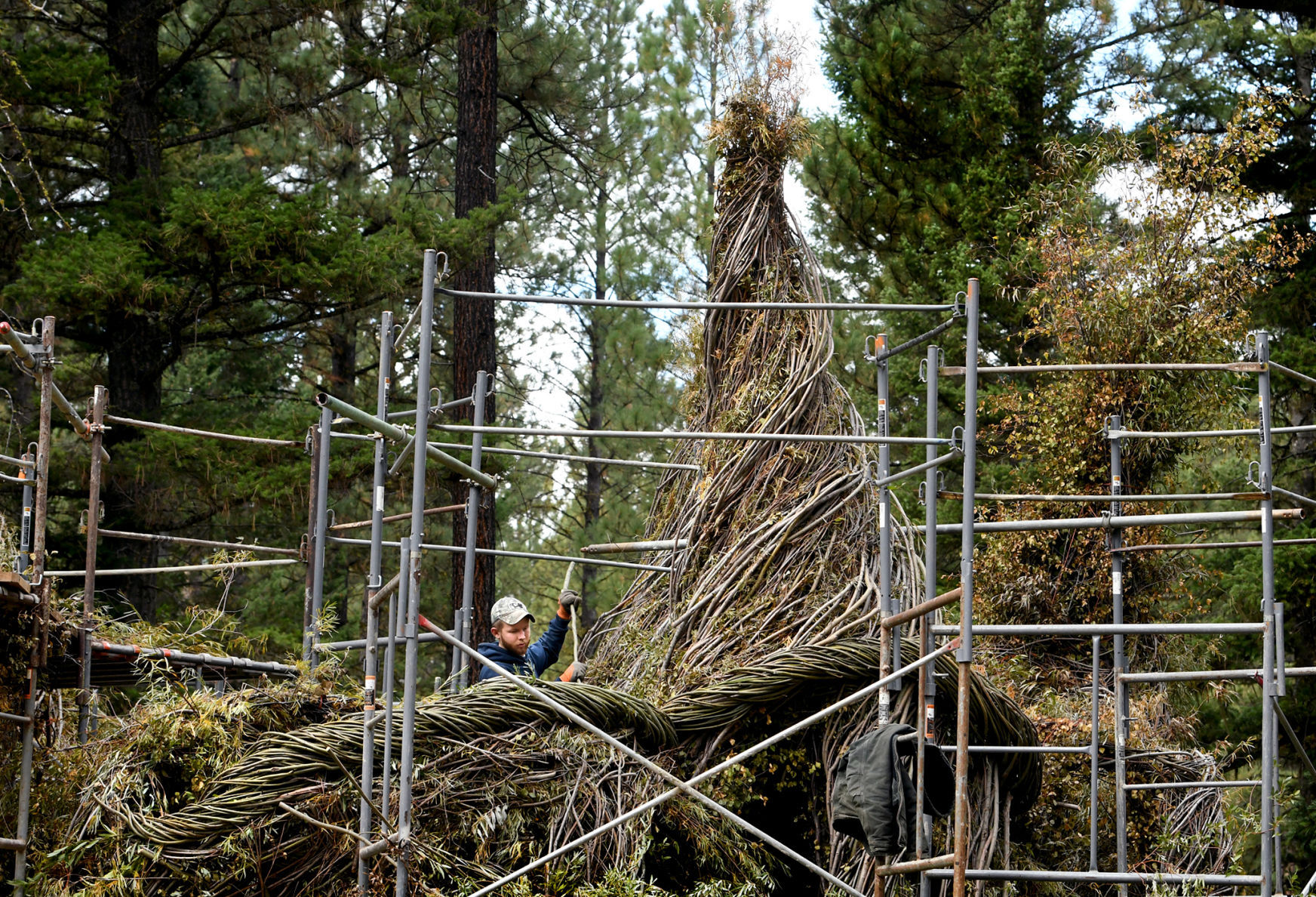 100817 tree circus5 kw.jpg